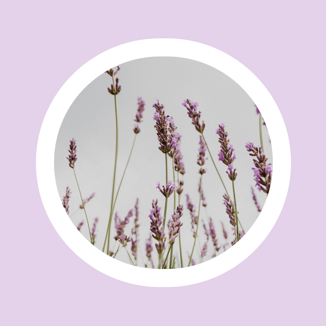 Naturlig Æterisk Lavendelolie